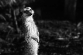 獴
