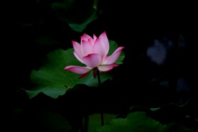古猗园夏荷17