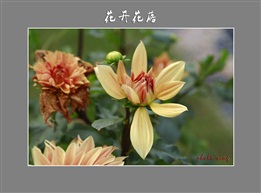 花开花落
