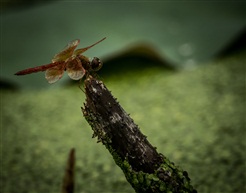 蜓立