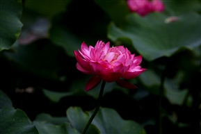 古猗园夏荷18