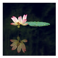《荷韵》
