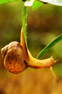 蜗牛