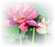 采蜜