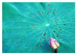 《夏荷》23