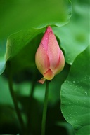 荷