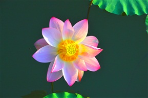 早荷