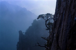 黄山松
