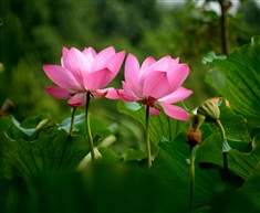 夏荷