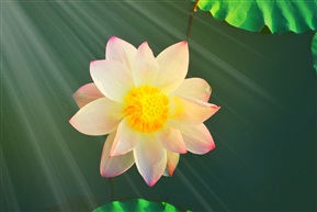 早荷