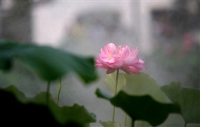 古猗园夏荷19