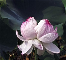 花开并蒂1505