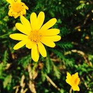 路边野花