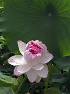 花开并蒂1504
