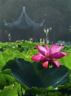 绿叶扶红花