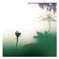 《荷韵》8