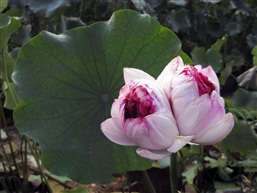 花开并蒂1507