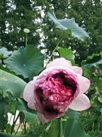 花开并蒂1508