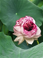 花开并蒂1513