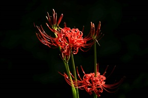 彼岸花2
