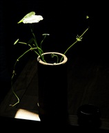 茎叶思
