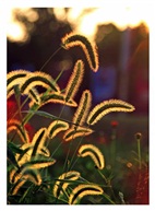 《夕阳下的狗尾草》