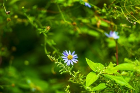 野花