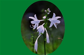小白花