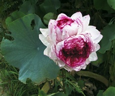 花开并蒂1510