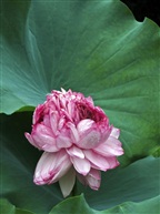 花开并蒂1516