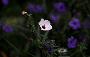 小花