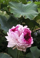 花开并蒂1515