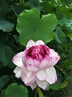花开并蒂1518