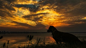 夕阳