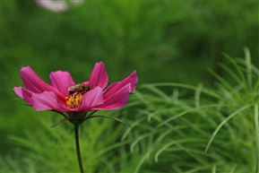 采蜜