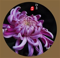 秋菊