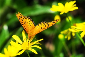 蝶恋花