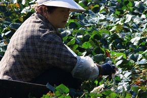 摘菱