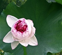 花开并蒂1517