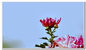 菊花秀2