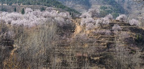 满山杏花