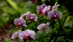 珍希花卉蝴蝶兰3