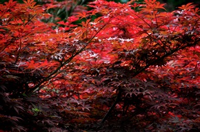 红枫