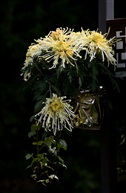 菊花吊蓝2
