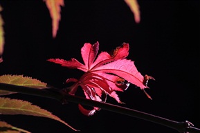 一芽独红