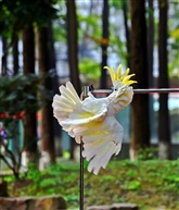 鹦鹉