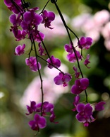 珍希花卉蝴蝶兰4