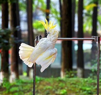 鹦鹉