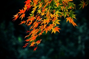 红枫叶