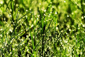雨露
